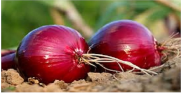برنامه تغذیه پیاز